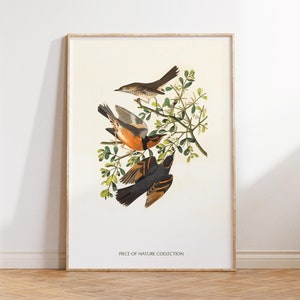 Arte de pared de pájaros Póster de pájaros Impresión de pájaros cantores Póster vintage Decoración de pared de pájaros Arte de pájaros antiguos Póster de estilo antiguo Impresión de pájaros salvajes