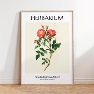 Rose Print Red Rose Poster Antique Flower Print Vintage Rose Painting Rose Flower Wall Decor Antique Red Rose Art Wild Rose Poster
