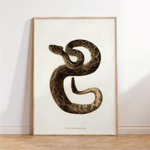 Peut inclure: Une illustration vintage d'un serpent à sonnettes brun et noir enroulé en position défensive. Le serpent est représenté dans un style réaliste avec des écailles et des marques détaillées. L'image est intitulée "Piece of Nature Collection".