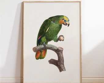 Parrot Botanical Wall Art Print: Vintage Bird Illustration (Digital Download)