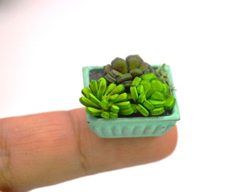 Dollhouse Miniature Succulents , Mini Plants, Miniatures 1:12, Fairy Garden, Dollhouse Decoration