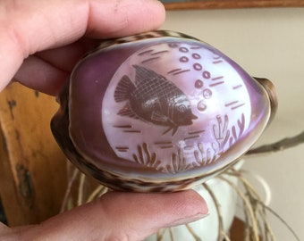 大型タイガータカラガイ Cypraea Tigris 貝殻 ~ 3インチ～3.5インチ