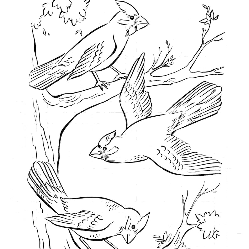 Peut inclure: Un dessin au trait noir et blanc de trois cardinaux perch&eacute;s sur des branches. Les oiseaux sont dans diff&eacute;rentes poses, l'un d'eux volant dans les airs.