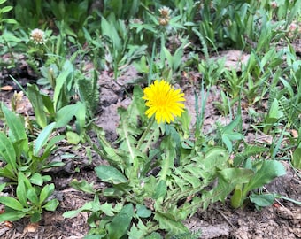 Dandelion leaf dried. Wildcrafted in the Utah mountains! Taraxacum Officinale