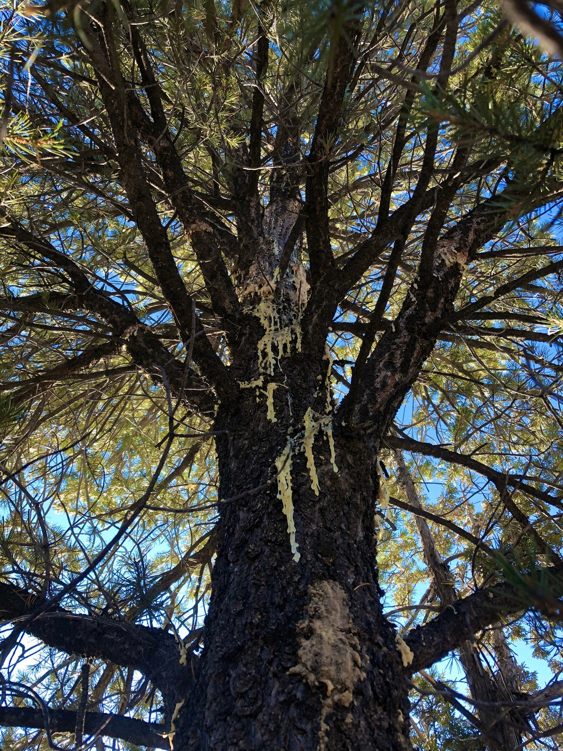 4 Oz Piñon Pine Resin.wildcrafted Responsibly in Utah. Etsy