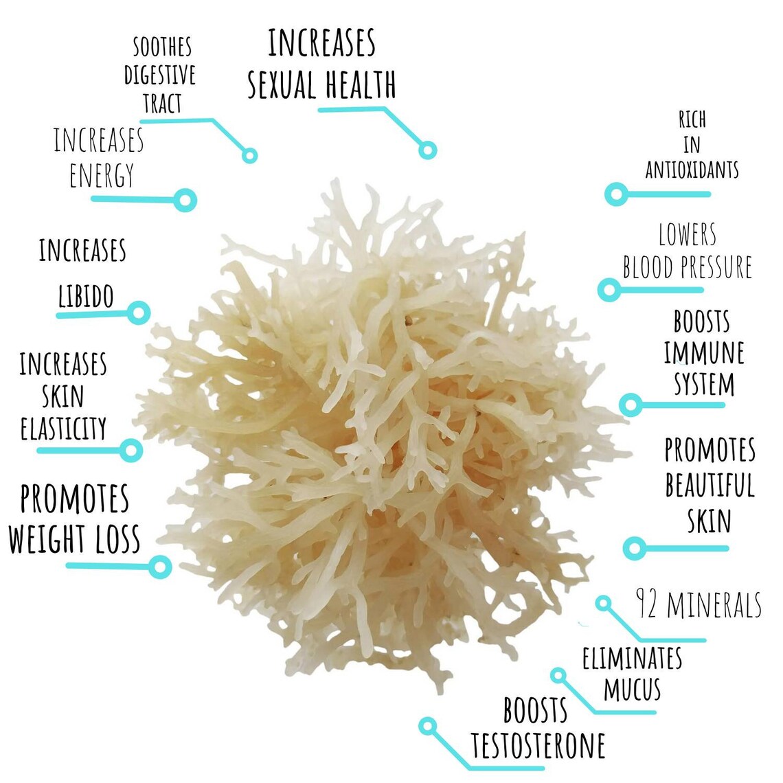 Sea Moss 16 Oz Package Jamaican Sea Moss Raw Sea Moss Etsy