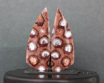 Fossil coral pair