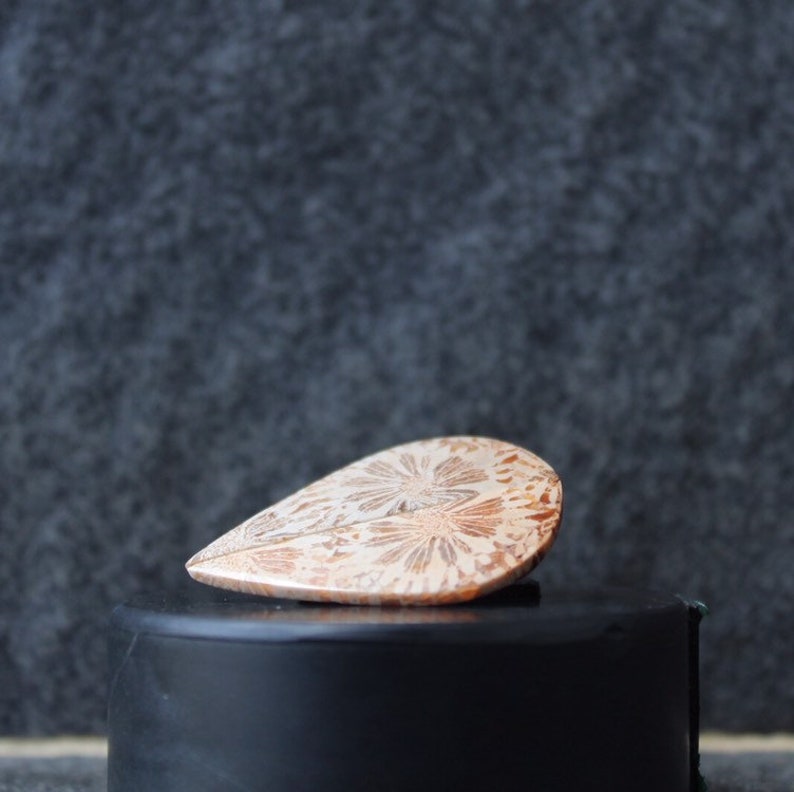 Fossil coral pair