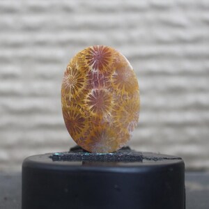 Fossil coral cabochon