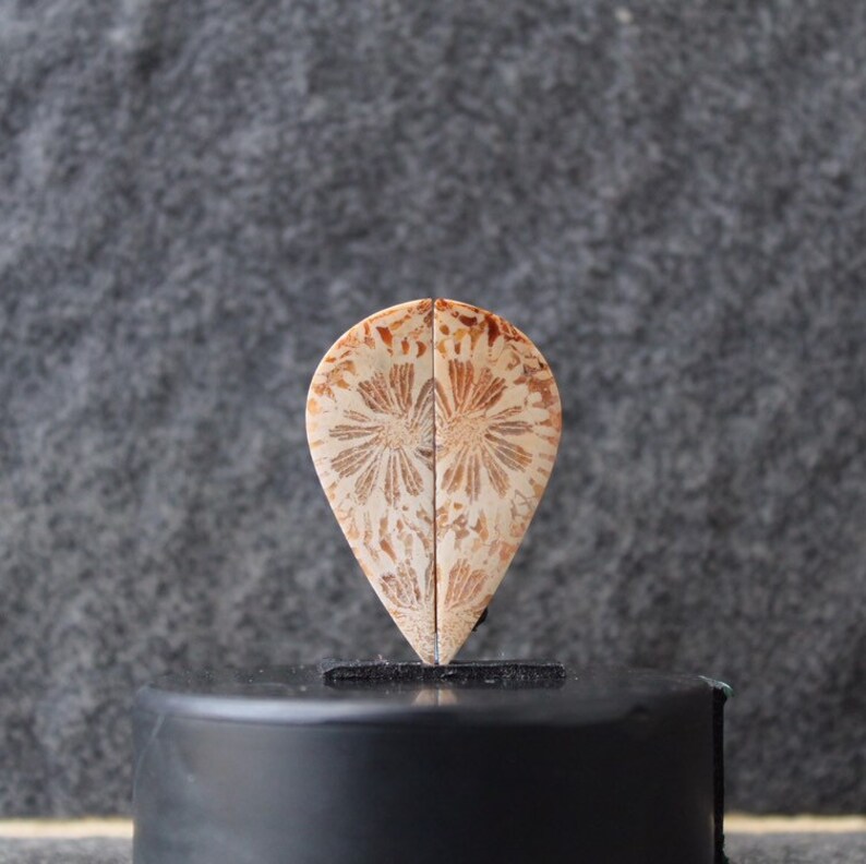 Fossil coral pair