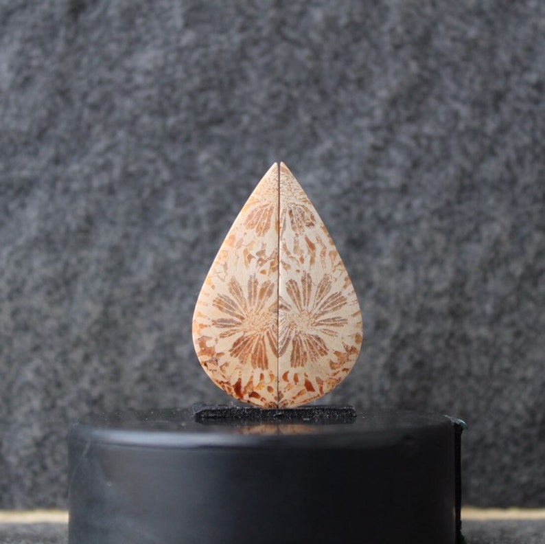 Fossil coral pair