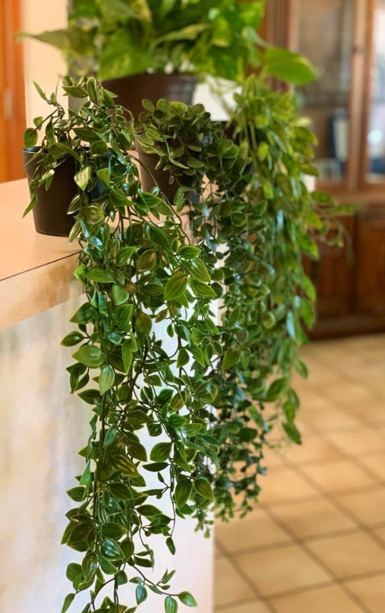 May include: Two potted green plants with trailing vines hanging over the edge of a counter. The plants are in black pots and the vines are cascading down.