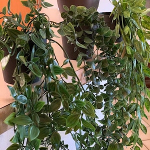 May include: Three potted plants with trailing green leaves. The plants are in black pots and are arranged on a white surface.