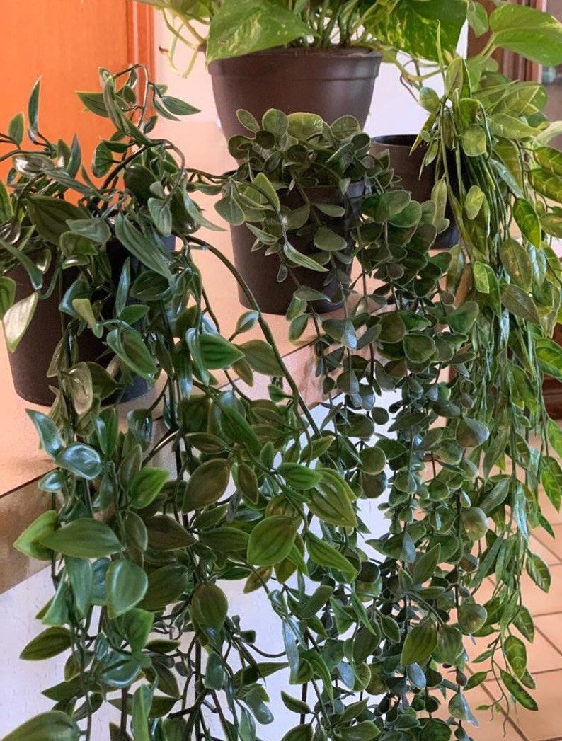May include: Three potted plants with trailing green leaves. The plants are in black pots and are arranged on a white surface.