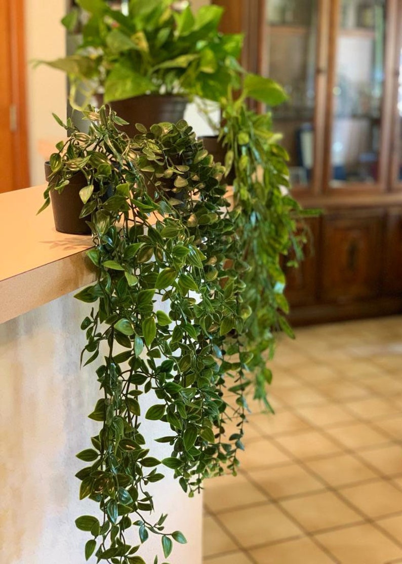 May include: A green leafy plant with long trailing vines hanging from a brown pot. The plant is in front of a wooden cabinet with glass doors.