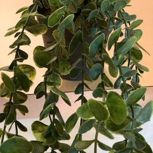May include: A potted artificial plant with long, trailing stems and green leaves. The plant is in a dark gray pot.