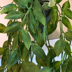 May include: A potted green plant with long, trailing vines and lush, dark green leaves.