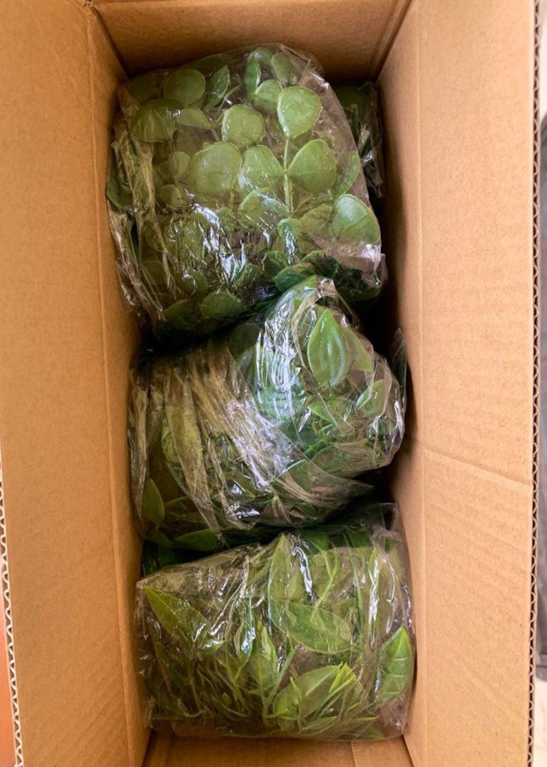 May include: Three bundles of artificial green leaves are packaged in clear plastic wrap and stacked inside a cardboard box.