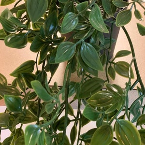 May include: A green leafy plant with long trailing vines in a black pot. The plant has many small, oval-shaped leaves.