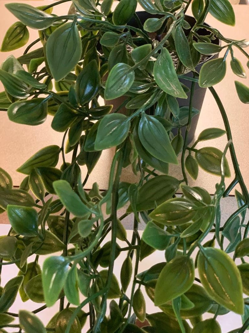 May include: A green leafy plant with long trailing vines in a black pot. The plant has many small, oval-shaped leaves.