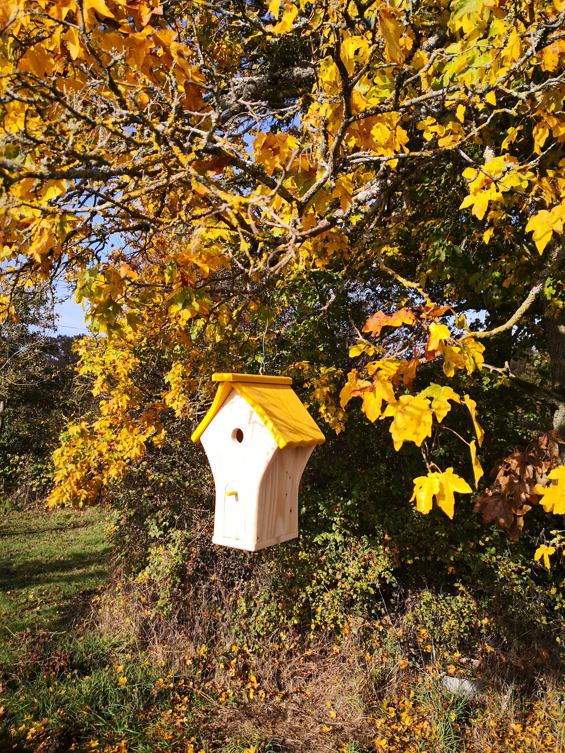 Cabane Oiseaux Nichoir Sapin Jaune Gange