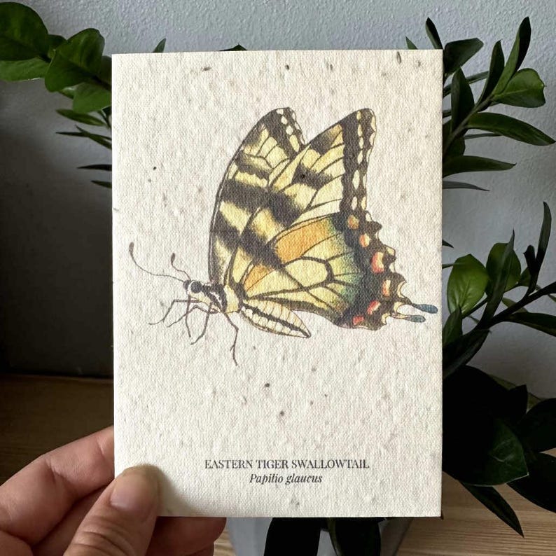 Butterfly Plantable Wildflower Seed Greeting Card - Etsy