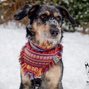 Könnte beinhalten: Ein schwarz-brauner Hund, der ein rot-gelb-blaues Bandana mit Fransen trägt. Der Hund sitzt im Schnee und schaut nach rechts. Der Hund hat Schnee auf der Nase und im Gesicht.