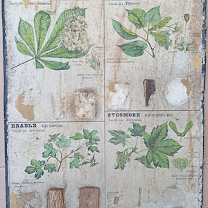 Bois industriels, Tilleul / Industrial woods, Linden - Très ancienne affiche scolaire Deyrolle (Monnaie), 1860 - Very old school poster