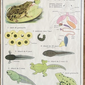 Frosch, Fisch - Altes Schulplakat Rossignol Tiere 13-14, 1950 - Altes Schulplakat