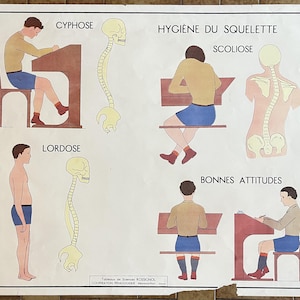 Menschlicher Körper: Muskeln, Rücken / Menschlicher Körper, Skelett, Rücken - Altes Schulplakat Rossignol Wissenschaften 13-14, 1950 - Altes Schulplakat