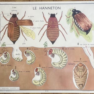 Insekt, Spinne, Krebs / Insekt, Spinne - Altes Schulplakat Rossignol Tiere 15-16, 1950 - Altes Schulplakat