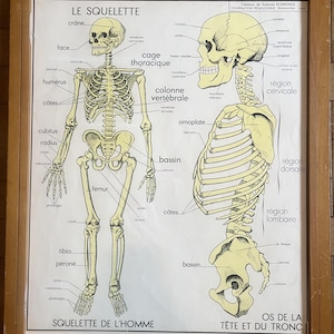 Set completo di 11 poster, corpo, cornice - Poster della vecchia scuola Rossignol, 1950 - Poster della vecchia scuola