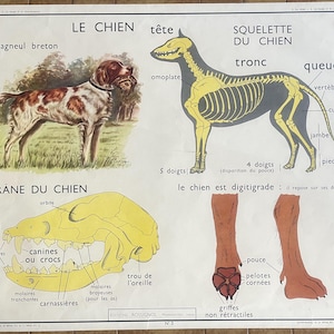 Hund, Fledermaus - Altes Schulplakat Rossignol Tiere 3-4, 1950 - Altes Schulplakat