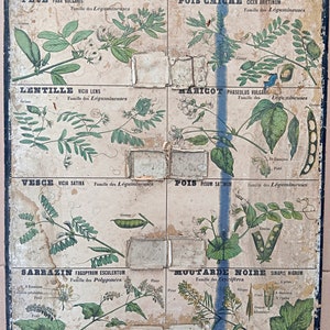 Végétaux, Haricot, Pois / Food plants, Beans, Peas - Très ancienne affiche scolaire Deyrolle (Monnaie), 1860 - Very old school poster