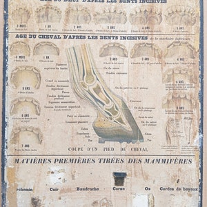 Mammiferi, bue, cavallo / Mammiferi, bue, cavallo - Poster della scuola molto vecchia Deyrolle (Monnaie), 1860 - Poster della scuola molto vecchia