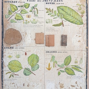 Legni industriali, Betulla/Legni industriali, Betulla - Poster della scuola molto vecchia Deyrolle (Monnaie), 1860 - Poster della scuola molto vecchia