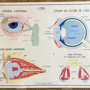 Menschlicher Körper: Auge, Sinne - Altes Schulplakat Rossignol Sciences 19-20, 1950 - Altes Schulplakat