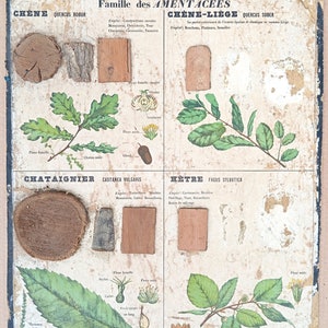 Legni industriali, Quercia / Legni industriali, Quercia - Poster della scuola molto vecchia Deyrolle (Monnaie), 1860 - Poster della scuola molto vecchia