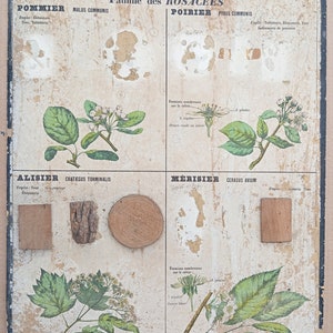 Bois industriels, Pommier / Industrial woods, Apple tree - Très ancienne affiche scolaire Deyrolle (Monnaie), 1860 - Very old school poster