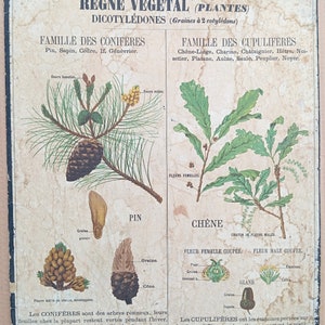 Végétaux, Pin, Chêne / Plants, Pine, Oak - Très ancienne affiche scolaire Deyrolle (Monnaie), 1860 - Very old school poster