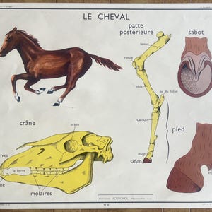 Kaninchen, Pferd / Kaninchen, Pferd - Altes Schulplakat Rossignol Tiere 5-6, 1950 - Altes Schulplakat