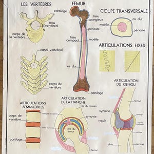 Menschlicher Körper: Knochen, Gelenke / Menschlicher Körper, Knochen - Altes Schulplakat Rossignol Naturwissenschaften 11-12, 1950 - Altes Schulplakat