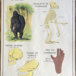 Affe, Katze / Affe, Katze - Altes Schulplakat Rossignol Tiere 1-2, 1950 - Altes Schulplakat