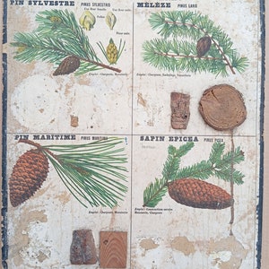 Bois industriels, Sapin / Industrial woods, Fir tree - Très ancienne affiche scolaire Deyrolle (Monnaie), 1860 - Very old school poster