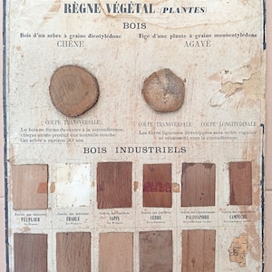 Piante, legno / Piante, legno - Manifesto della scuola molto vecchia Deyrolle (Monnaie), 1860 - Manifesto della scuola molto vecchia