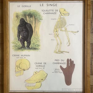 Set di 8 poster "animali" + cornice / Set di 9 poster, animali + cornice - Poster old school Rossignol, 1950 - Poster old school