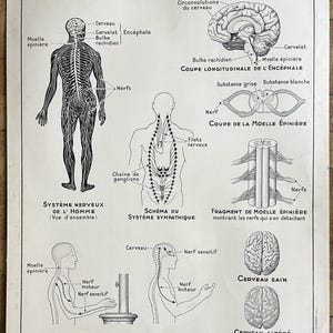 Joints, muscles, nerves / Nervous system, brain - Old school science poster Hatier 11, 1950 / Old school poster
