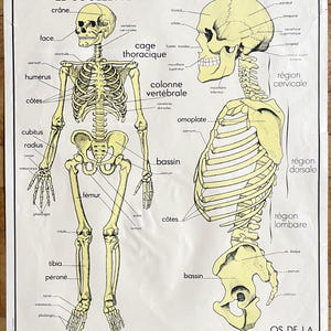 Corpo umano: scheletro, reni / Corpo umano, scheletro - Manifesto della vecchia scuola Rossignol sciences 9-10, 1950 - Manifesto della vecchia scuola