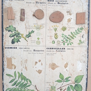 Bois industriels, Houx / Industrial woods, Holly - Très ancienne affiche scolaire Deyrolle (Monnaie), 1860 - Very old school poster