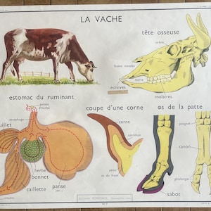 Kuh, Schwein / Vache, porc - Altes Schulplakat Rossignol Tiere 7-8, 1950 - Altes Schulplakat